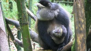 3 Days Rwanda Gorillas and Golden Monkey Tour