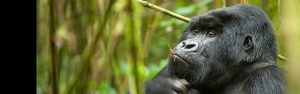 4-Day Akagera Wildlife and Bwindi Gorilla Trek