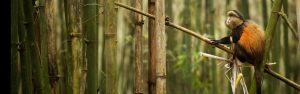 4-Day Bisoke Hike and Rwanda Golden Monkey Trek