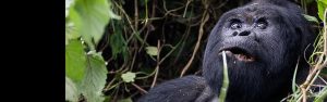 4-Day Bwindi Impenetrable NP, L Bunyonyi & Volcanoes NP