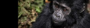 4-Day Chimps, Gorillas & Golden Monkey Tour