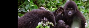 4-Day Exciting Golden Monkeys Gorillas Chimpanzee Tour