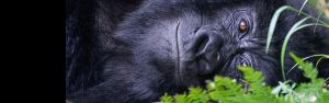 4-Day Golden Monkeys in Rwanda and Gorillas in Uganda