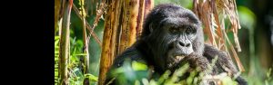 4-Day Gorilla Kingdom- Volcanoes & Bwindi Adventure