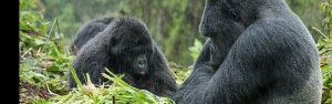 4-Day Gorilla Trekking and Golden Monkey Tracking Safari