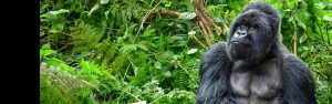 4-Day Gorilla and Golden Monkey Trekking Tour Rwanda