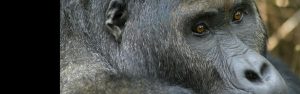 4-Day Gorillas and Chimpanzees of Rwanda