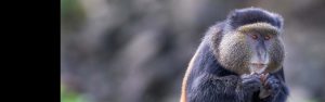 4-Day Gorillas and Golden Monkeys Safari Adventure