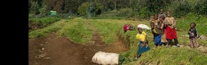 4-Day Hike Mt Bisoke, Rwanda & Track Gorillas in Uganda