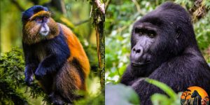 4-Day Luxury Uganda and Rwanda Adventure