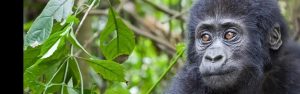4-Day Mountain Gorillas & Golden Monkeys Budget Safari