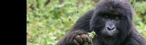 4-Day Rwanda Gorilla & Golden Monkey Treks | City Tour