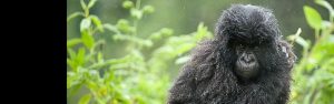 4-Day Rwanda Gorilla and Golden Monkey Trek