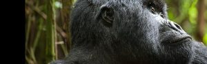 4-Day Rwanda Primate Trekking Adventure