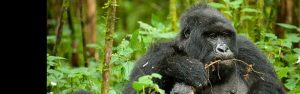 4-Day Rwanda Primates and Cultural Safari