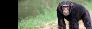 4-Day Rwanda & Uganda – Budget Tour