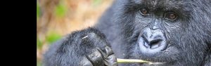 4-Day Rwanda Uganda Cross Border Gorilla Exploration