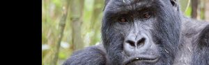 4-Day Rwanda & Uganda Gorilla & Golden Monkey Tour