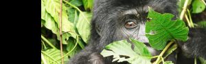 4-Day Rwanda Uganda Gorilla Trekking Tour Experience