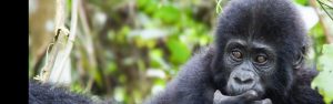4-Day Rwanda Uganda Gorilla and Golden Monkeys Trekking
