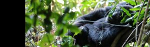 4-Day Rwanda Wildlife Safari and Gorilla Trekking