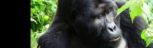 4-Day Rwanda and Uganda Gorillas Safari