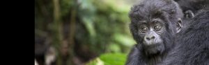 4-Day Uganda Gorilla & Golden Monkey Trek