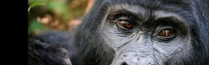 4-Day Uganda & Rwanda Gorilla, Golden Monkeys Culture