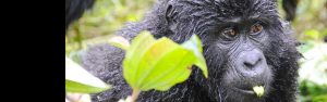 4-Day Uganda & Rwanda Midrange Tour
