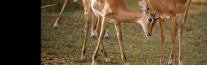 4-Day Wildlife Safari at Akagera National Park