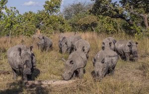 4 Days Akagera National Park Safari