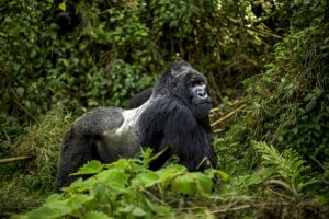 4 Days Double Gorilla Trekking Safari in Rwanda