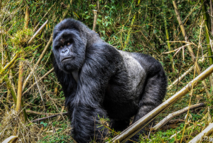 4 Days Explore Rwanda Tour