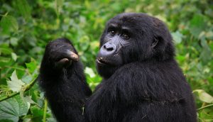 4 Days Gorillas and Golden Monkey Trek