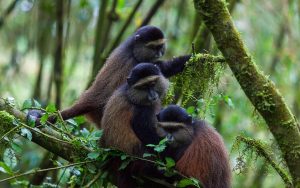 4 Days Rwanda Double Gorilla Trek and Golden Monkey Tour