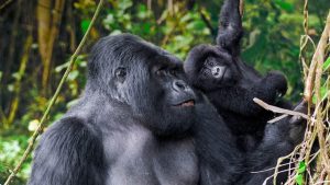 4 Days Rwanda Double Gorilla Trekking Safari