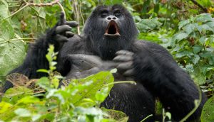 4 Days Rwanda Gorilla Trek