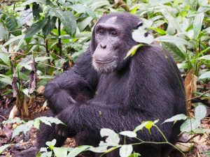4 Days Uganda Gorilla and Rwanda Chimpanzee Trekking Tour