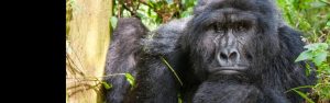 5-Day Gorilla Encounter and Rwanda Safari Budget Tour