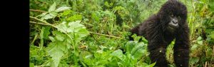 5-Day Gorilla, Golden Monkey Adventure & Wildlife Safari