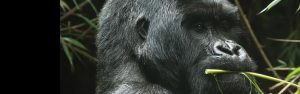 5-Day Gorilla Tracking and Canopy Experience in Rwanda