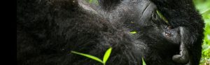 5-Day Gorillas Golden Monkey Lake Kivu Safari in Rwanda