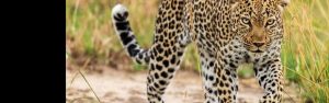 5-Day Gorillas, Golden Monkeys, Chimps & Wildlife Safari