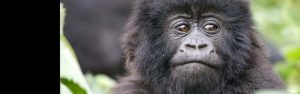 5-Day Gorillas Golden Monkeys Lake Kivu Safari in Rwanda