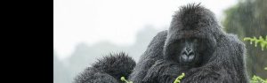 5-Day Gorillas, Wildlife Viewing, and Culture Adventures