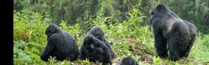 5-Day Luxury Rwanda Tour