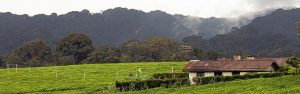 5-Day Nyungwe Chimpanzee Trek with Lake Kivu Experiences