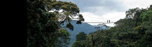 5-Day Nyungwe National Park and Culture Hertage Tour