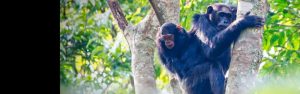 5-Day Rwanda Chimps , Colobus Monkeys & Canopy Walk Tour