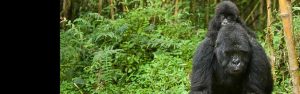5-Day Rwanda Double Gorillas Visit & Golden Monkeys Trip
